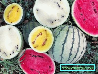 244-Vannmeloner og meloner i drivhuset