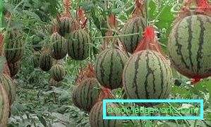 244-Vannmeloner og meloner i drivhuset