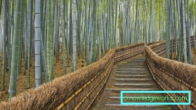 238-Bambus tapet - 100 fantastiske bilder