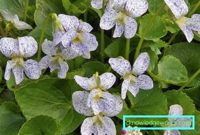 272-Viola Blomster (Pansies