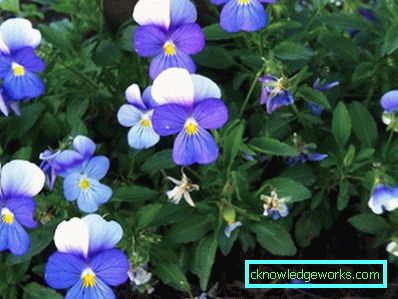 272-Viola Blomster (Pansies