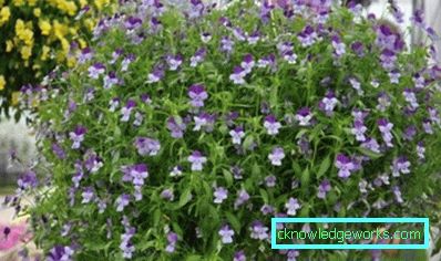 272-Viola Blomster (Pansies