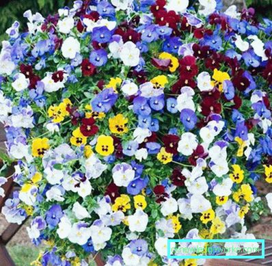 272-Viola Blomster (Pansies