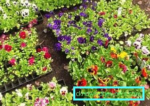 272-Viola Blomster (Pansies