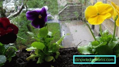 272-Viola Blomster (Pansies