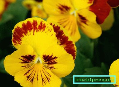 272-Viola Blomster (Pansies