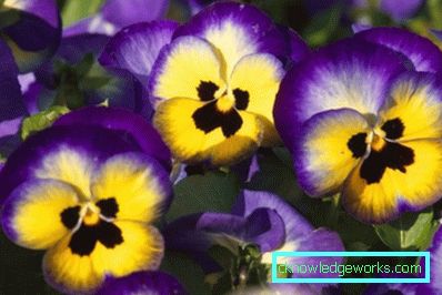272-Viola Blomster (Pansies