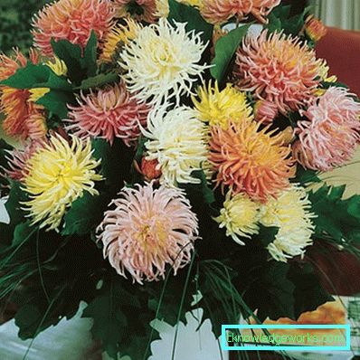111 Dahlia kaktus