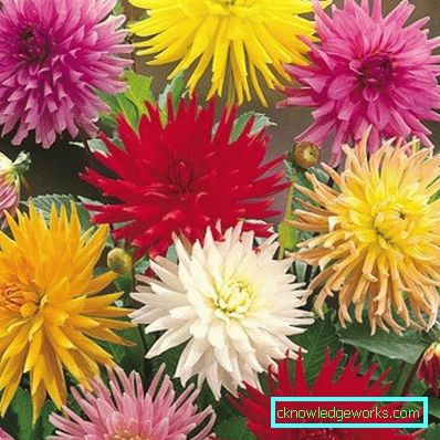 111 Dahlia kaktus