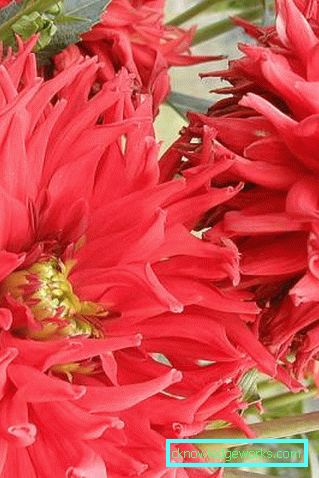 111 Dahlia kaktus