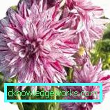111 Dahlia kaktus