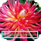 111 Dahlia kaktus