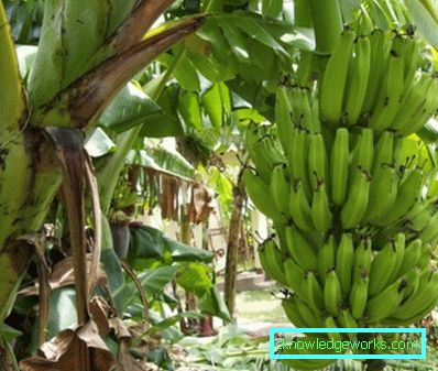 290-Hvordan bananer vokser