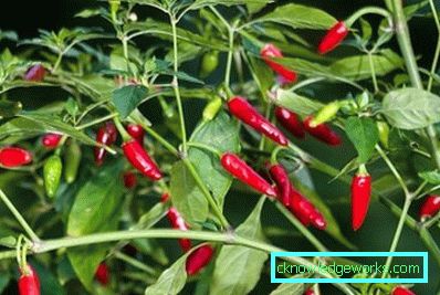 340-Hvordan vokse varm pepper