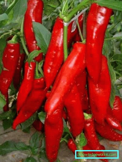 340-Hvordan vokse varm pepper