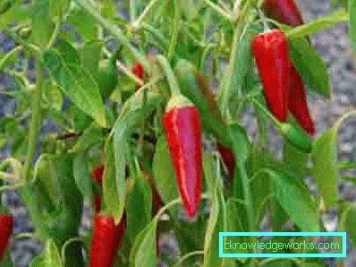 340-Hvordan vokse varm pepper