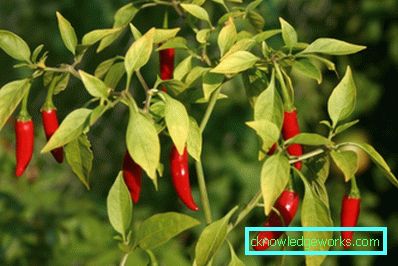 340-Hvordan vokse varm pepper