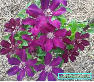 143-Clematis Beskrivelse