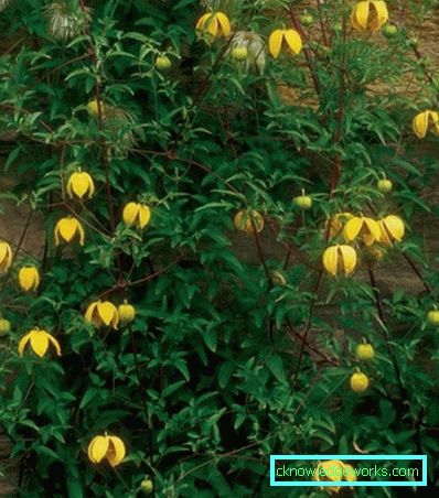 143-Clematis Beskrivelse