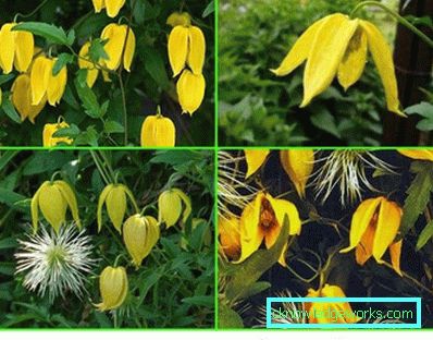 143-Clematis Beskrivelse