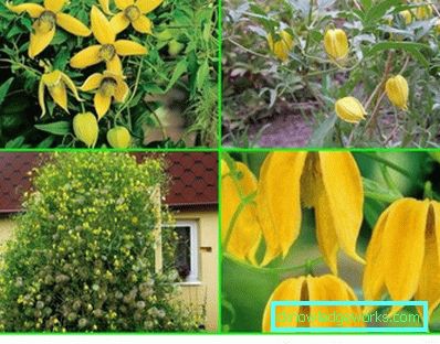 143-Clematis Beskrivelse