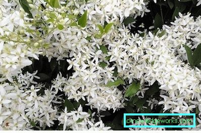 143-Clematis Beskrivelse