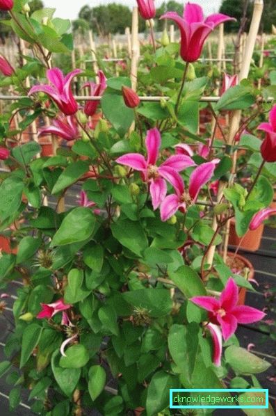 143-Clematis Beskrivelse