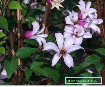 143-Clematis Beskrivelse