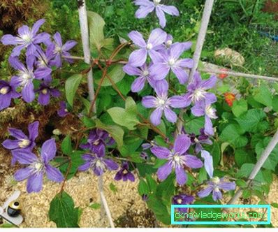143-Clematis Beskrivelse