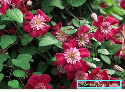 143-Clematis Beskrivelse