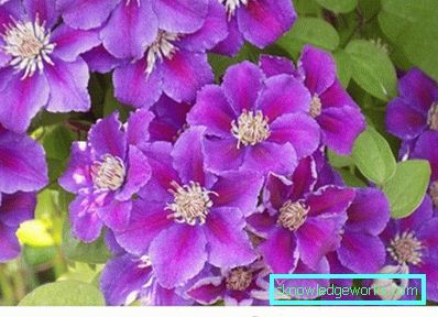 143-Clematis Beskrivelse