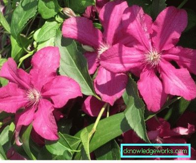 143-Clematis Beskrivelse