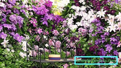 289-Clematis i Sibirien landing