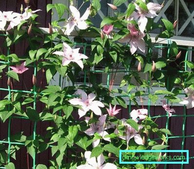 289-Clematis i Sibirien landing