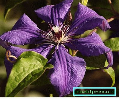 289-Clematis i Sibirien landing