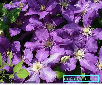 289-Clematis i Sibirien landing