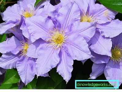 289-Clematis i Sibirien landing