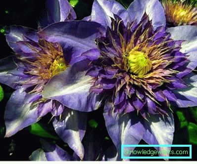 289-Clematis i Sibirien landing