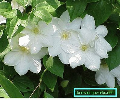 289-Clematis i Sibirien landing