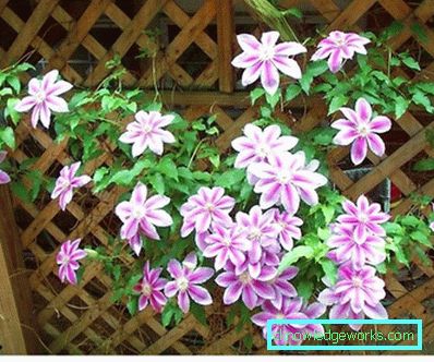 289-Clematis i Sibirien landing