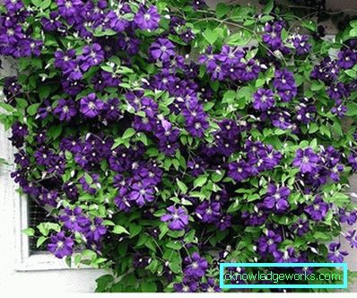 289-Clematis i Sibirien landing