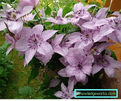 289-Clematis i Sibirien landing