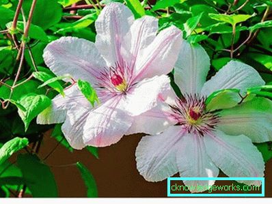 289-Clematis i Sibirien landing