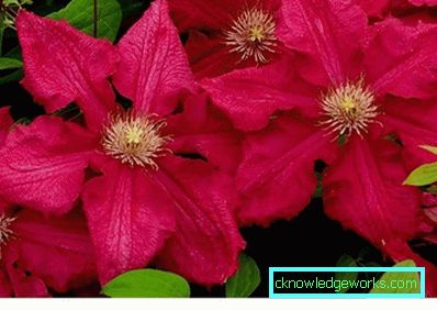289-Clematis i Sibirien landing