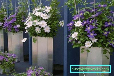 289-Clematis i Sibirien landing