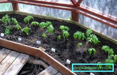 215-Når skal du plante tomater