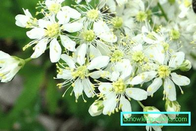 311-Meadowsweet orm vanlig