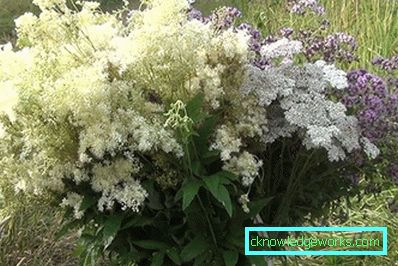 311-Meadowsweet orm vanlig