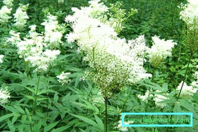 311-Meadowsweet orm vanlig