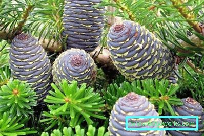 371-Cedar Oil Properties and Applications